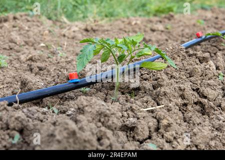 A young tomato plant with sprinkler irrigation. Stock Photo