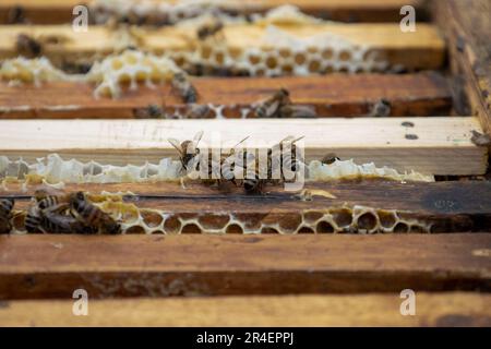 Bees on honeycombs with honey. Stock Photo