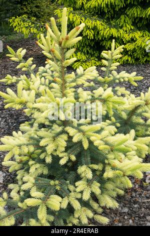 Bright, Picea pungens 'Spring Ghost' Blue Spruce tree, Conifer, Shoots young tree Stock Photo
