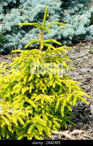 Picea orientalis 'Depresa Aurea', Oriental Spruce Tree Stock Photo