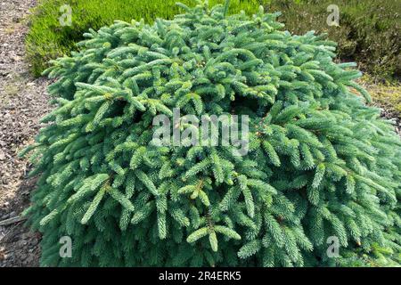 Black Spruce, Picea mariana 'Echiniformis Glauca', Low, Dwarf, Spruce, Tree, Garden, Coniferous, Evergreen Stock Photo