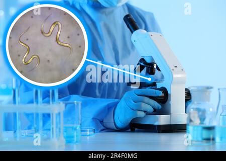 Laboratory worker using modern microscope to examine helminths, closeup. Zoomed view on parasitic worms Stock Photo