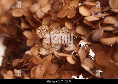 Closeup view of beautiful dried hortensia flowers Stock Photo