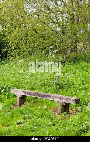 Simple wooden log seat in woodland during spring Stock Photo