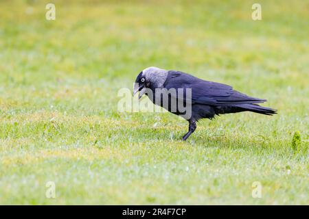 Jackdaw [ Corvus monedula ] feeding on lawn Stock Photo