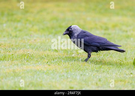 Jackdaw [ Corvus monedula ] feeding on lawn Stock Photo