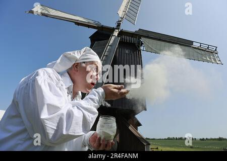 Danstedt, Germany. 26th May, 2023. Mill association chairman Ludger Eckers blows flour into the wind in front of the Bockwindmühle in Danstedt. The mill was built in 1817 on a small, windy hill southeast of the village. It was rebuilt after a fire in 1835. The mill was owned by a miller family for six generations until 1980. Between 1987 and 1991 the mill was extensively restored. The mill is maintained by the Mühlenverein Danstedt. The mill is put into operation on special occasions - such as the German Mill Day. Credit: Matthias Bein/dpa/Alamy Live News Stock Photo