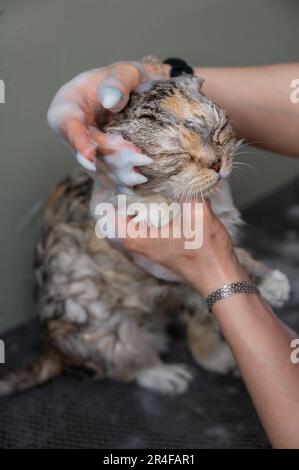 Woman shampooing a tabby gray cat in a grooming salon.  Stock Photo