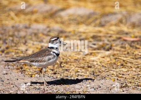 Killdeer natural portrait, bright orange of eyes visible, in lower left with copy space to right Stock Photo