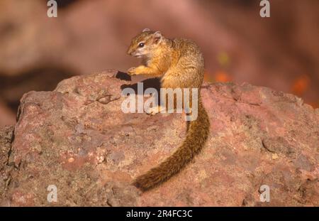 The tree squirrel (Paraxerus cepapi), also known as Smith's bush squirrel and the yellow-footed squirrel, is an African bush squirrel. Stock Photo