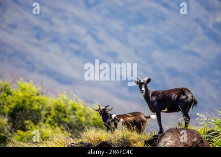 Feral goats, Capra hircus, in a lava field at the Haleakala, Maui, Hawaii, USA. This is an introduced species. Stock Photo