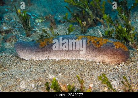 This is an undescribed species of sea cucumber, Bohadschia sp. It is uncommon, unnamed and has been found in Hawaii and Indonesia. Stock Photo