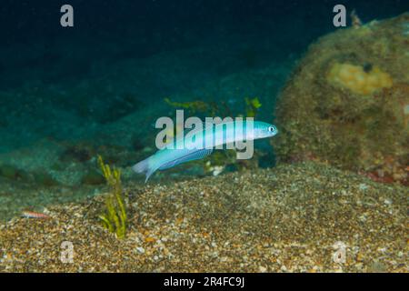 Spot-tail dartfish, Ptereleotris heteroptera, Hawaii. Also known as a tailspot dartgoby, indigo dartfish and blacktail goby. Stock Photo