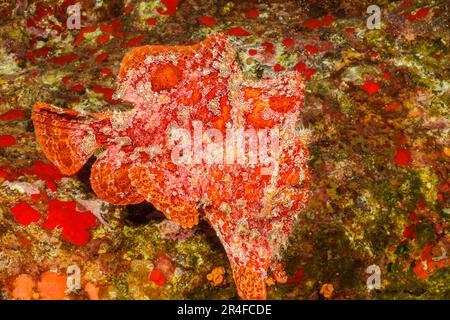 An adult Commerson's frogfish, Antennarius commersoni, Hawaii. Stock Photo