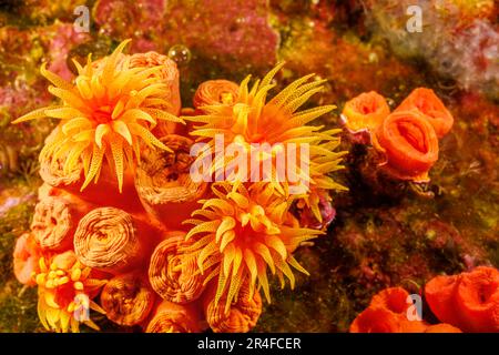 A close look at orange cup coral, Tubastraea coccinea, Hawaii. Stock Photo