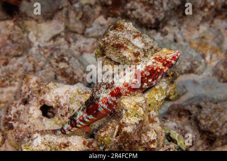 The reef lizardfish, Synodus variegatus, is the most common of this family to be found in Hawaii. Stock Photo