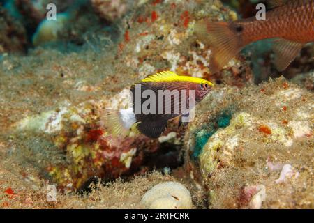 This juvenile Hawaiian hogfish, Bodianus albotaeniatus, is just an inch long. This wrasse is endemic, Hawaii. Stock Photo