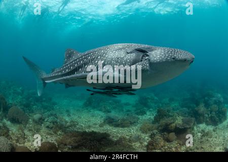 Snorklers on the surface follow a whale shark, Rhiniodon typus, cruising over a shallow reef area, Philippines. This is the worlds largest species of Stock Photo