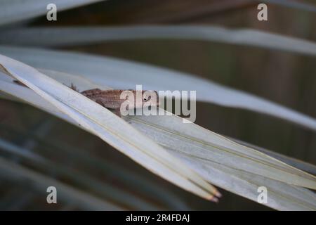 Brown Anole perched on a palm Stock Photo