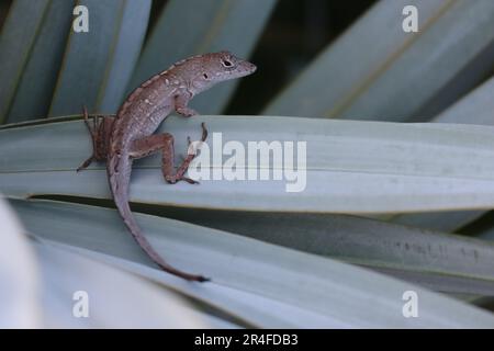 Brown Anole perched on a palm Stock Photo