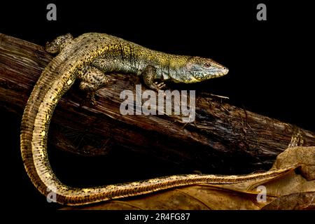 Crocodile lizard (Crocodilurus amazonicus) Stock Photo