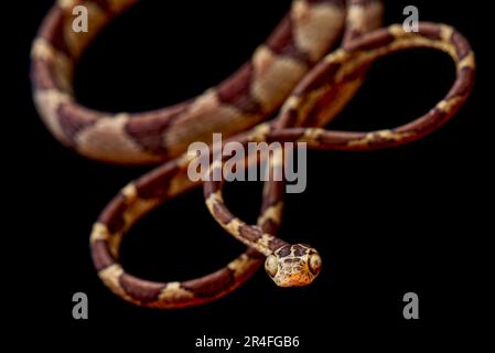 A Bluntheaded Tree Snake (Imantodes cenchoa) gliding through the leaves ...