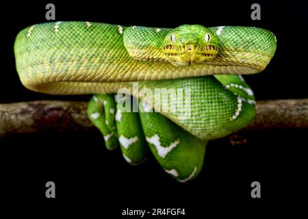 Emerald Tree Boa (Corallus caninus) Stock Photo