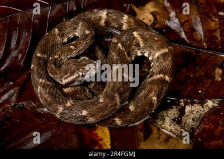 Fer-de-Lance or Lancehead (Bothrops atrox) Stock Photo