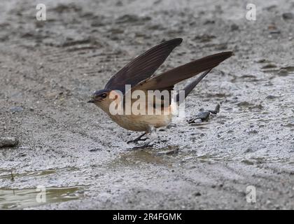 A Red Rumped  swallow in a muddy puddle in Bulgaria Stock Photo