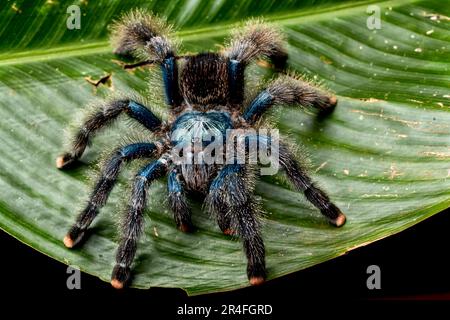Pinktoe tarantula (Avicularia avicularia) Stock Photo