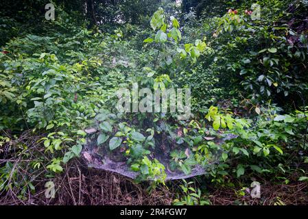 Nest of social spiders (Anelosimus eximius) numbering thousands of spiders. Stock Photo