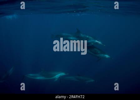 Pantropical Spotted Dolphins, Stenella attenuate, Port St Johns, Wild Coast, Eastern Cape, Transkei, South Africa, Africa, Indian Ocean Stock Photo