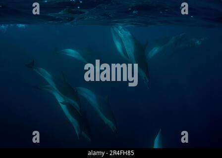 Pantropical Spotted Dolphins, Stenella attenuate, Port St Johns, Wild Coast, Eastern Cape, Transkei, South Africa, Africa, Indian Ocean Stock Photo