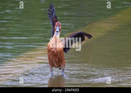 A close up of a fulvous whistling duck. It is standing in shallow water facing forward. One wing points up and the other points to the right Stock Photo