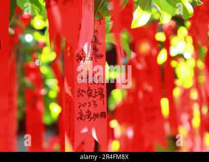 NANJING, CHINA - MAY 28, 2023 - Wishing cards are seen on osmanthus trees in the Dacheng Hall of Confucius Temple in Nanjing, East China's Jiangsu pro Stock Photo