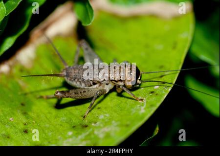 Cricket, Gryllidae Family, nymph on leaf, Klungkung, Bali, Indonesia Stock Photo