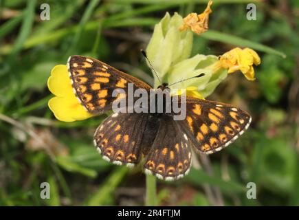 A rare Duke of Burgundy Butterfly, Hamearis lucina, perched on a cowslip flower, Primula veris. Stock Photo