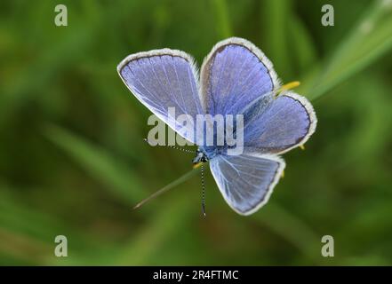 A newly emerged Common Blue Butterfly, Polyommatus icarus, perching on a plant in springtime. Stock Photo