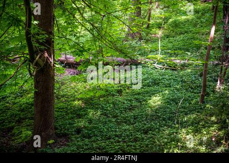 Woodland vegetation in Surrey Hills, Surrey, England, UK Stock Photo