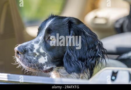 A six month old black and white male English Springer Spaniel on a summers day in the cack of a 4x4 truck Stock Photo
