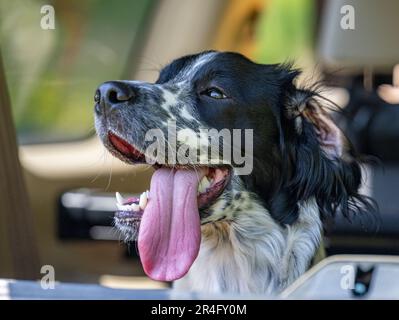 A six month old black and white male English Springer Spaniel on a summers day in the cack of a 4x4 truck Stock Photo