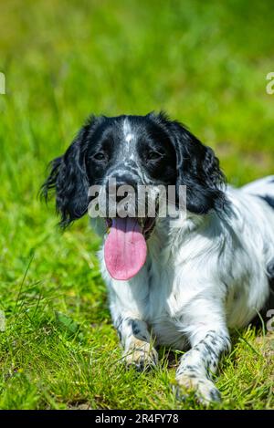 A six month old black and white male English Springer Spaniel on a summers day in a grass field Stock Photo