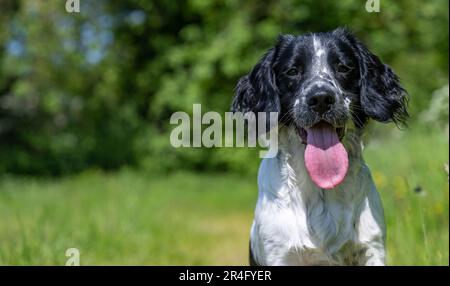 A six month old black and white male English Springer Spaniel on a summers day in a grass field Stock Photo