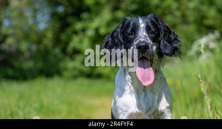 A six month old black and white male English Springer Spaniel on a summers day in a grass field Stock Photo