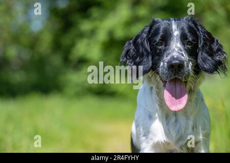 A six month old black and white male English Springer Spaniel on a summers day in a grass field Stock Photo
