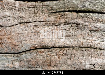 Surface detail from an old piece of driftwood timber. Stock Photo