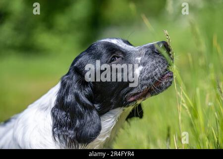 A six month old black and white male English Springer Spaniel on a summers day in a grass field Stock Photo