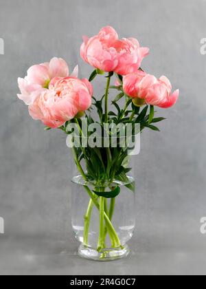 Salmon colored peonies in a glass vase on a gray background Stock Photo