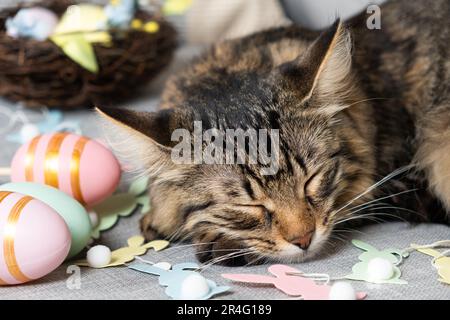 The Easter cat sleeps among a garland of rabbits and a basket of painted eggs Stock Photo