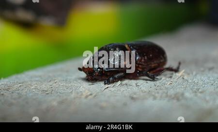 The beetles or horn beetles are photographed on rough textured wood Stock Photo